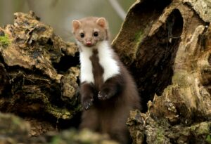 white and brown ferret on brown tree bark