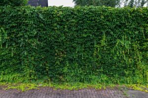 Gartenrecht 2026: Abstände, Bepflanzung, Nachbarschaft