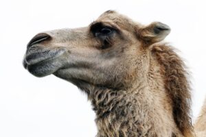 Liebespuppen kaufen in Deutschland: Was ist legal?