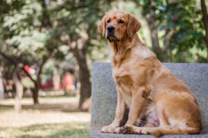 Hundesteuer in Deutschland: Was Halter wissen müssen