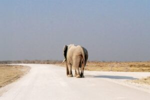 Zwei Wochen Afrika: So gelingt die Planung einer Rundreise